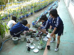 植物の植えかえをおこないました