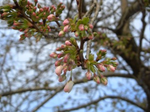 20110404 体育館脇の桜の木です まもなく開花ですね