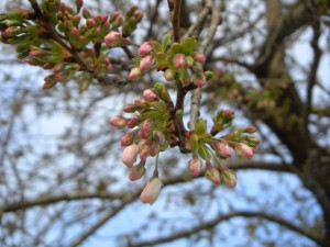 体育館脇の桜の木です　まもなく開花ですね