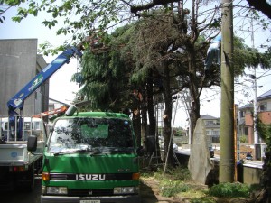 高所作業車などを利用して剪定しています\