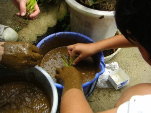 バケツ稲の田植えをしました(11:10)