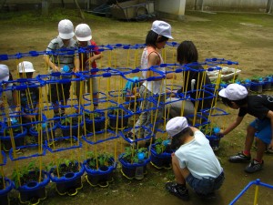 アサガオの植木鉢に支柱を取りつける子供たち(11:20)