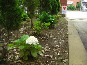 あじさいの花がみごろです\