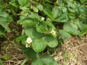 いちごの花がさいています(10:15)