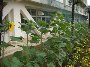 ひまわりの花が咲き始めました