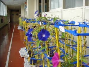 校舎内で花を咲かせるアサガオです\