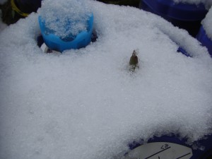 １年生の植木鉢　雪の中からチューリップが芽を出しています(8:00)