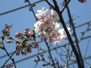 20120405-1 国道51号線沿いの桜が咲き始めました(11:05)
