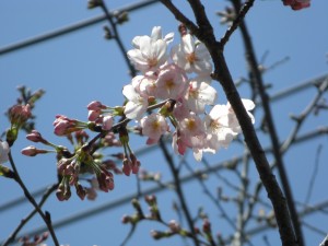 国道５１号線沿いの桜が咲き始めました(11:05)