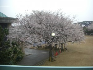 窓の外を見ると・・・満開の桜です！(8:10)