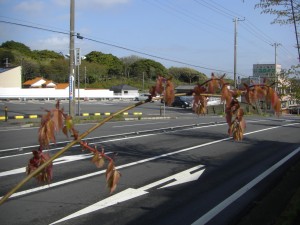 街路樹の葉　おじぎをしていますね(7:45)