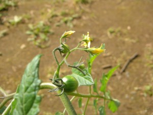 ミニトマトの花と実\