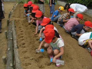 落花生のたねをまく子どもたち(11:00)