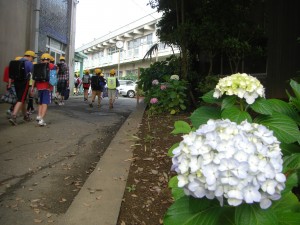 あじさいの花と登校する子どもたち(7:50)