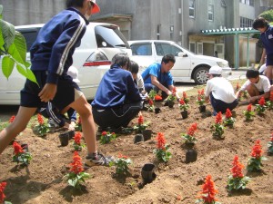 飼育園芸委員会のみなさんが植えてくれました