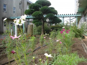 コスモスの花が見頃ですね。(10:00)