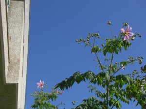 CIMG3343 皇帝ダリアの花が咲き始めました(12:20)