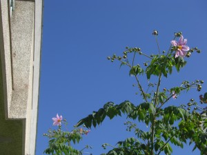 皇帝ダリアの花が咲き始めました(12:20)