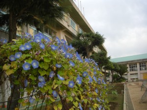 新館校舎理科室前の様子　あさがおの花がたくさん咲いています。(14:50)