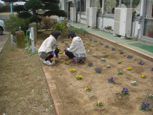 ていねいに草取りをする栽培委員の６年生(7:55)