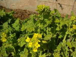 アブラナの花が咲き始めました(13:15)