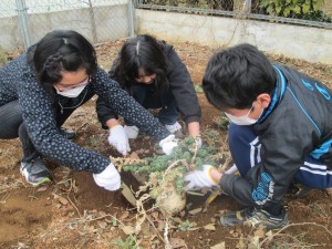 予想以上の大きい桜島大根が出現！