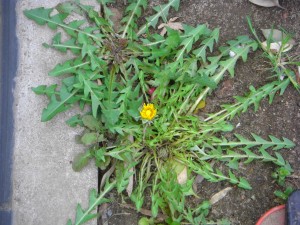 グラウンド脇にあるタンポポの花