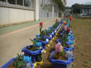 チューリップの花が咲き始めました。(10:50)