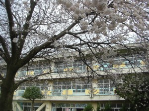 新館校舎と満開の桜(7:50)