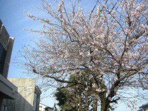 本館校舎と国道５１号線沿いの桜　朝日を浴びて美しいですね。(7:00)