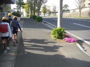CIMG5301 通学路にある街路樹の根元付近には,芝桜の花が見ごろを迎えています。(7:50)