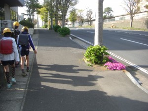 通学路にある街路樹の根元付近には,芝桜の花が見ごろを迎えています。(7:50)