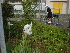 菖蒲の花が咲き始めました(7:55)