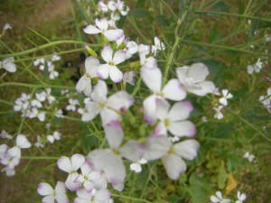 近づいてみると　ダイコンの花は　ちょうちょのような花ですね。(10:10)