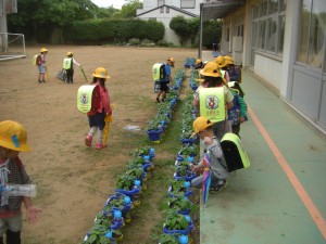 あさがおをかんさつしたり水やりをしたりするこどもたち(7:55)