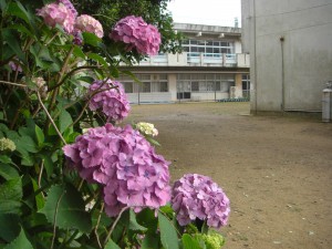 紫陽花と本館校舎(8:00)