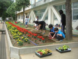 コリウスの苗を定植する子どもたち(15:30)