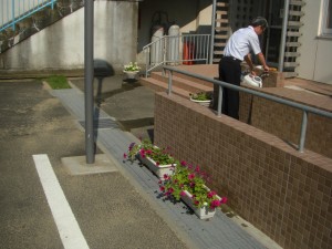 玄関前に飾られているペチュニアが，たくさんの花を咲かせています。(8:00)