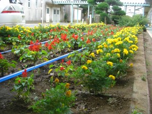 職員室前の花壇(17:00)