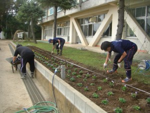 ３人で力を合わせて，ビオラの苗を定植しました。(14:30)