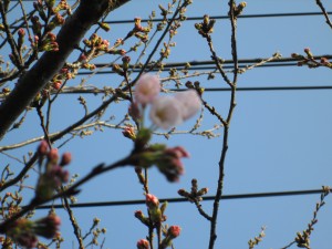 桜の花が咲き始めました。(7:15)