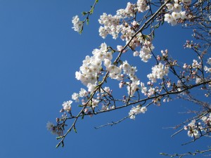 校庭のサクラも門出をお祝いしています