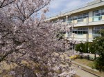 体育館放送室から見えた桜\\