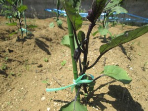 IMG_1266 IMG_1266