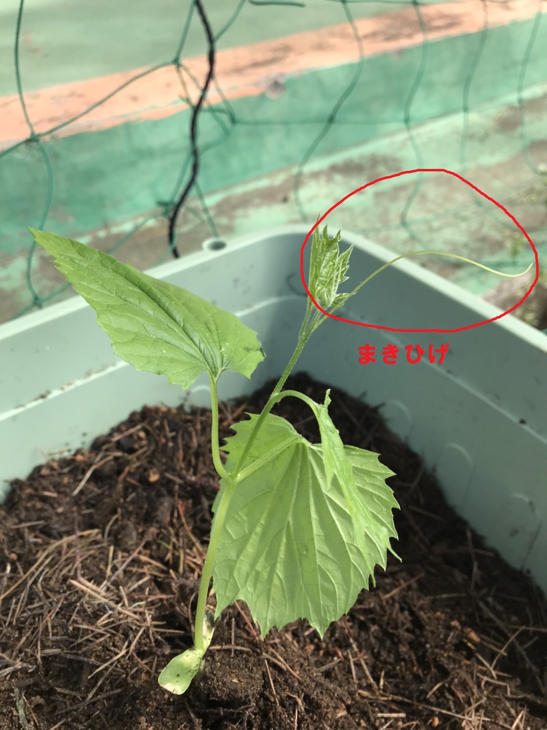 ツルレイシの植え替えをしました ４年生 鹿嶋市立鹿島小学校