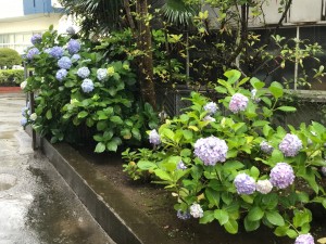 アジサイ雨