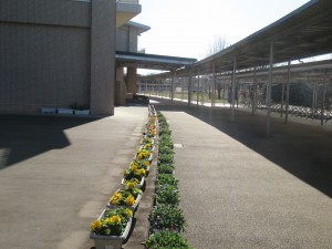 ウェルカムロード\ パンジーが咲いています。\