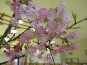 桜(アップ)\\ 拡大するとこんな感じです。\\