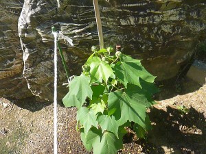 スイフヨウ スイフヨウ(花の色:朝白で夕方ピンクに変化します。)\\\\\