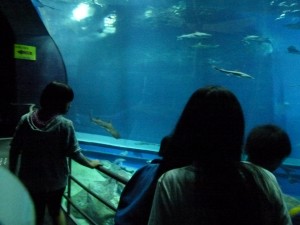 P1190335 P1190335